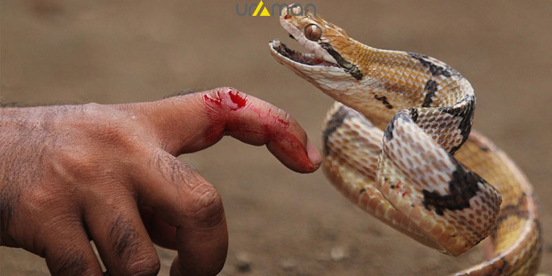 انواع مارگزیدگی