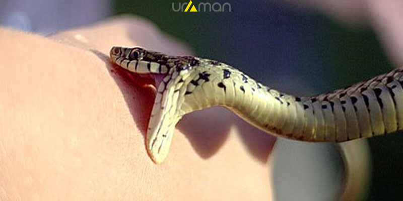 آیا مقابله با سم مارهای مختلف، متفاوت است؟