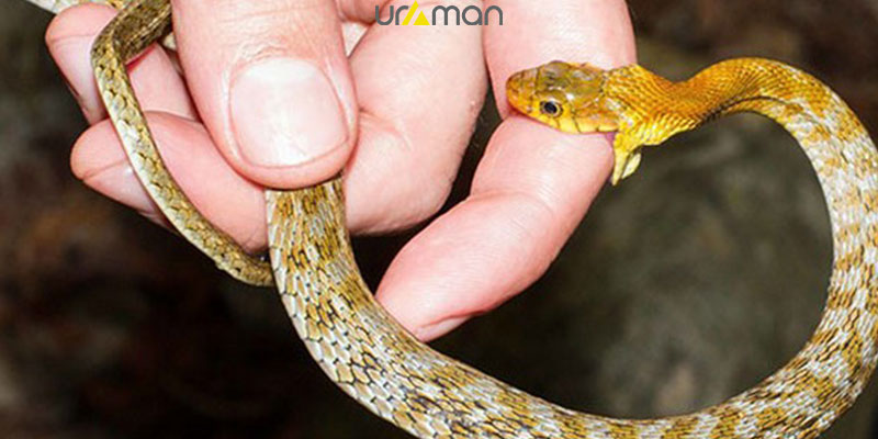 مارگزیدگی چیست؟