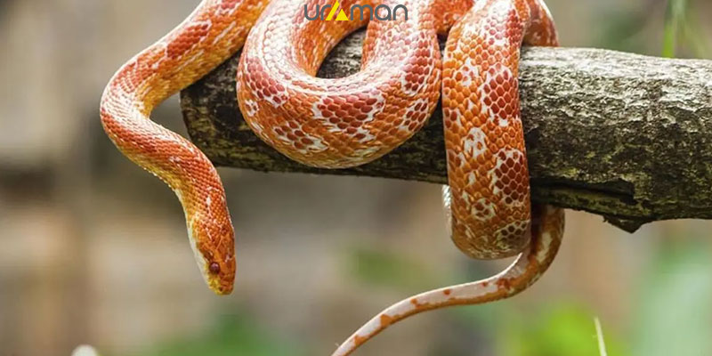 خطرناک‌ ترین مارهای سمی در ایران