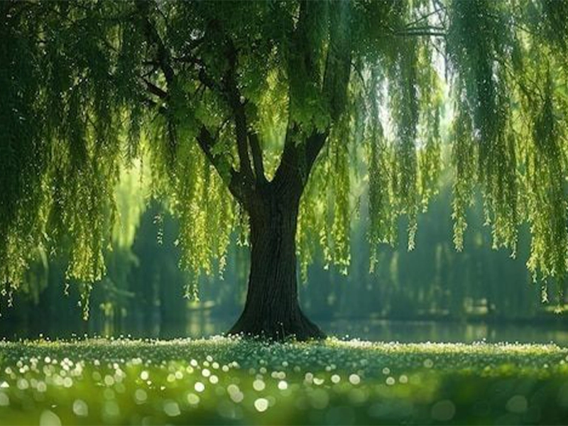 طبیعت گردی و فواید آن